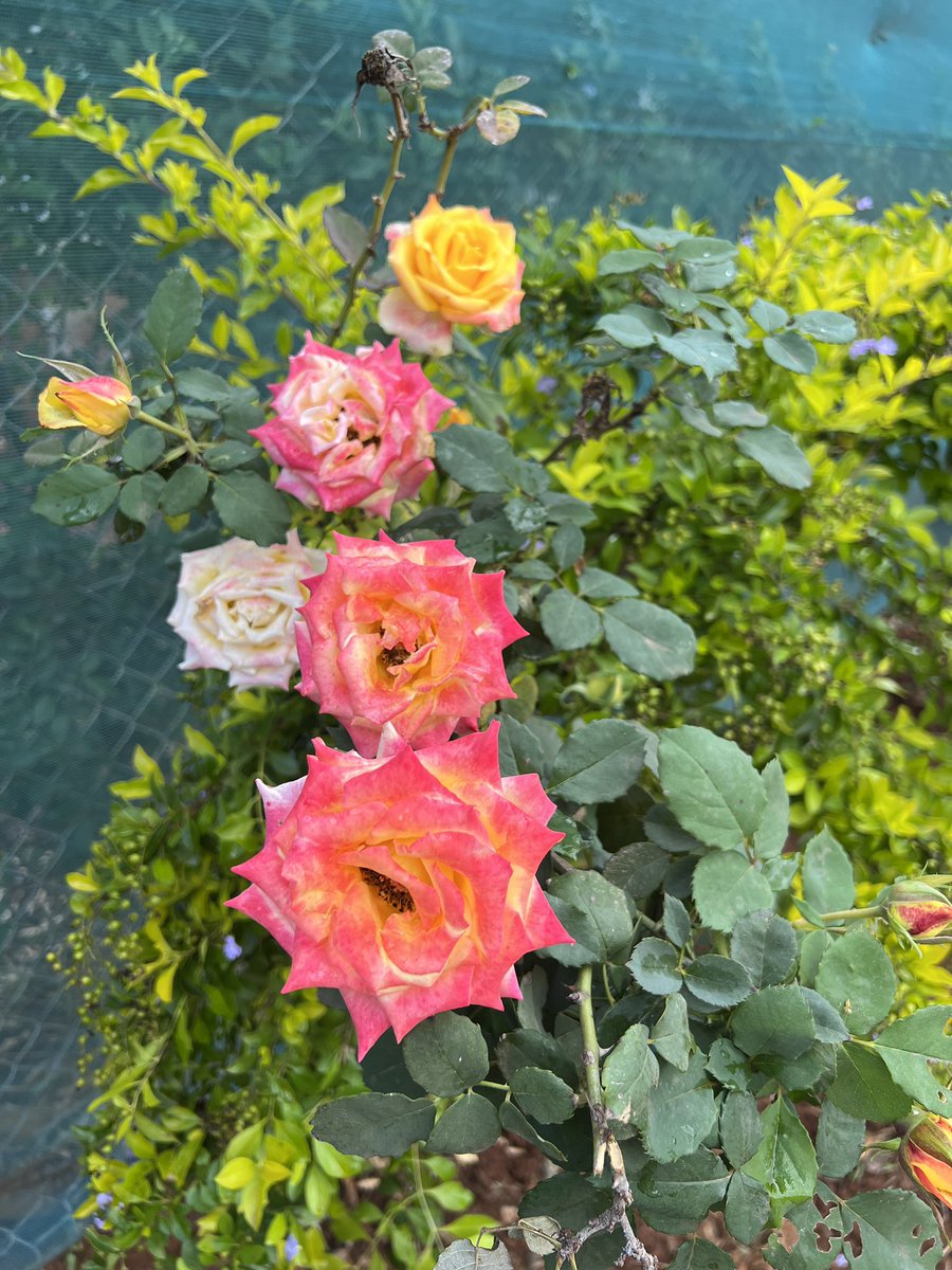 JAMBAKA🦋 tweet media