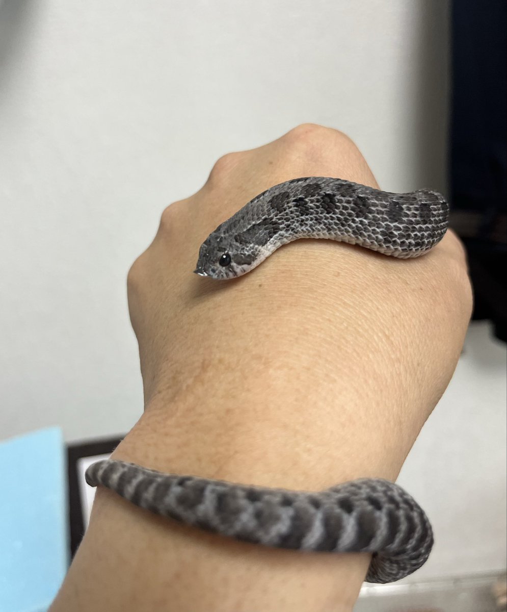 シシ•バナ tweet media