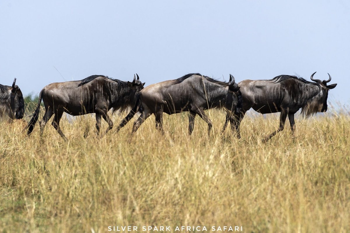 SSA_Limited's tweet photo. Every year in a single line, they write their story, hoofprints stitching the black earth in Mara Reserve a timeless journey where instinct leads and the horizon never ends.

📸: Wildebeest 

Maasai Mara National Reserve 📌 

#silversparkafrica #wildebeestmigration #safari https://t.co/A5z7M3177J