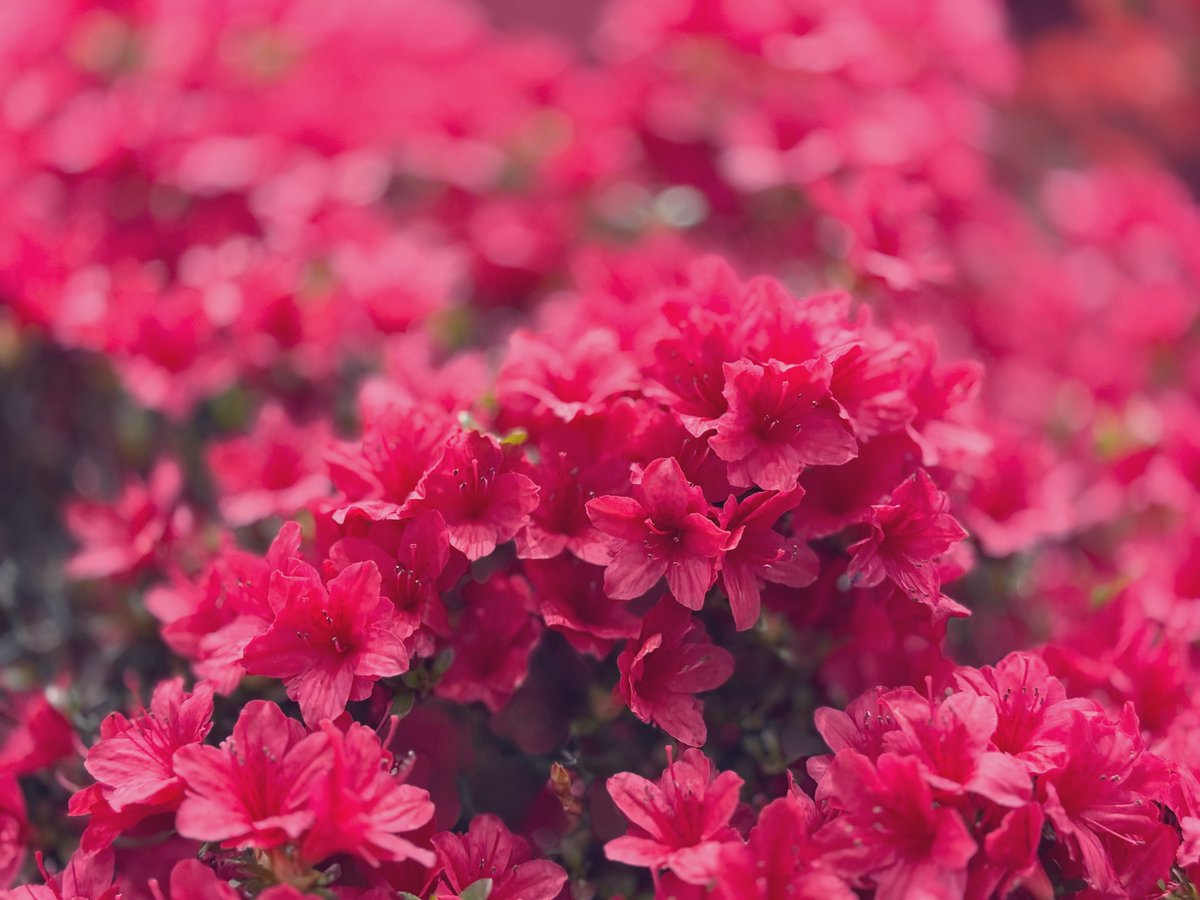 ゆのママ tweet media