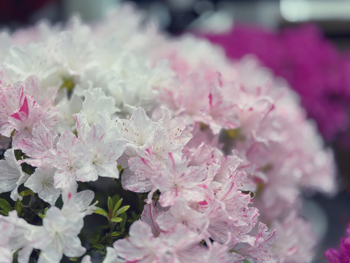 ゆのママ tweet media