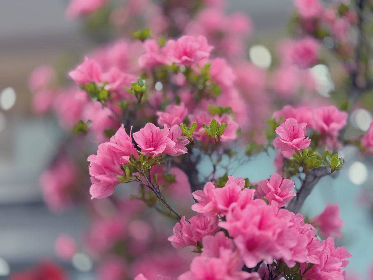 ゆのママ tweet media