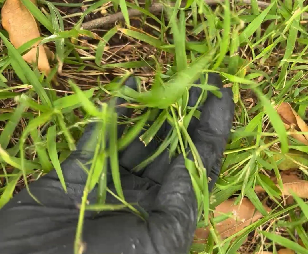 Otsukado!!!
Thank you for fulfilling the goal!!
Here I touched the grass.....