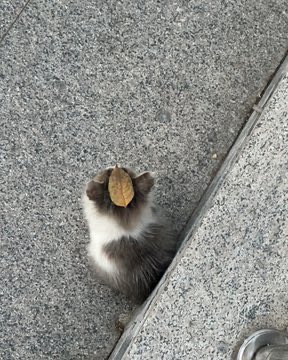 popular cat post tweet media