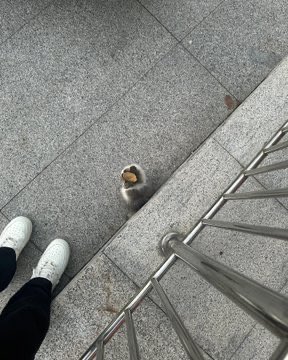 popular cat post tweet media