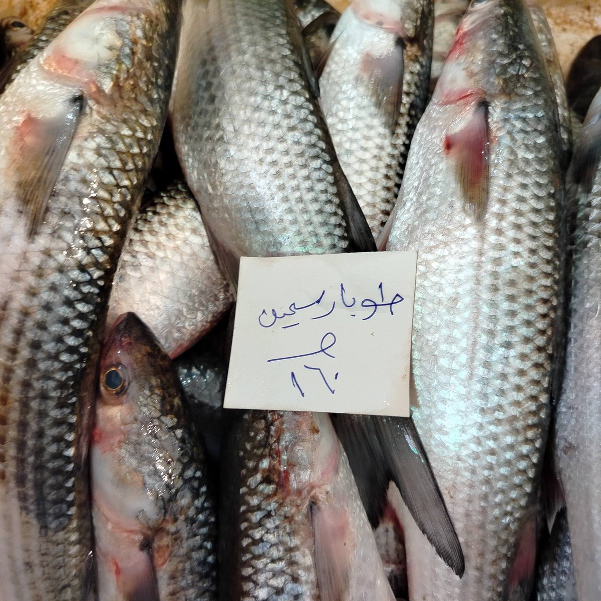 🎻البحار tweet media