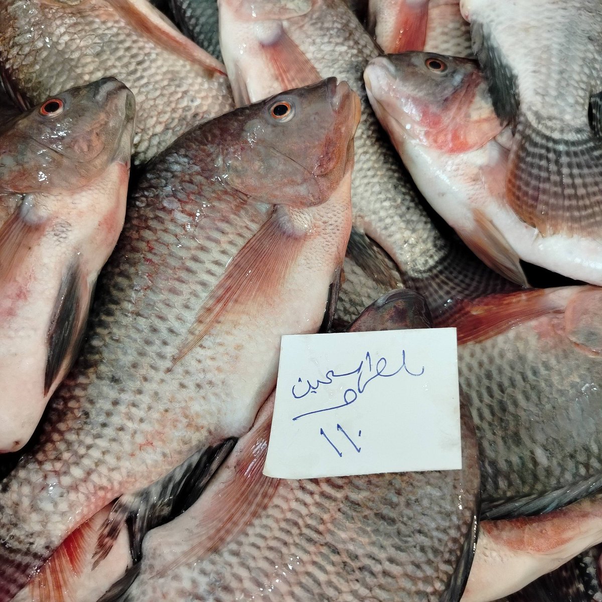 🎻البحار tweet media