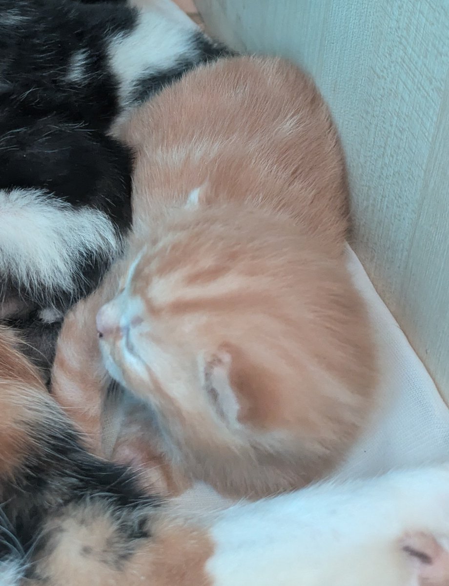 Kate (πᵗʰ ideal Willshaper) tweet media