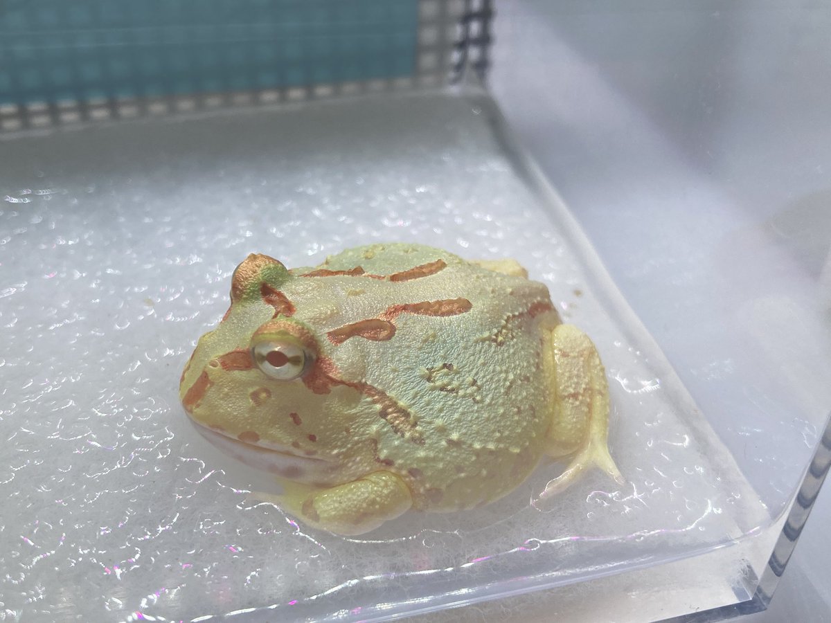 Aqua plus+ tweet media