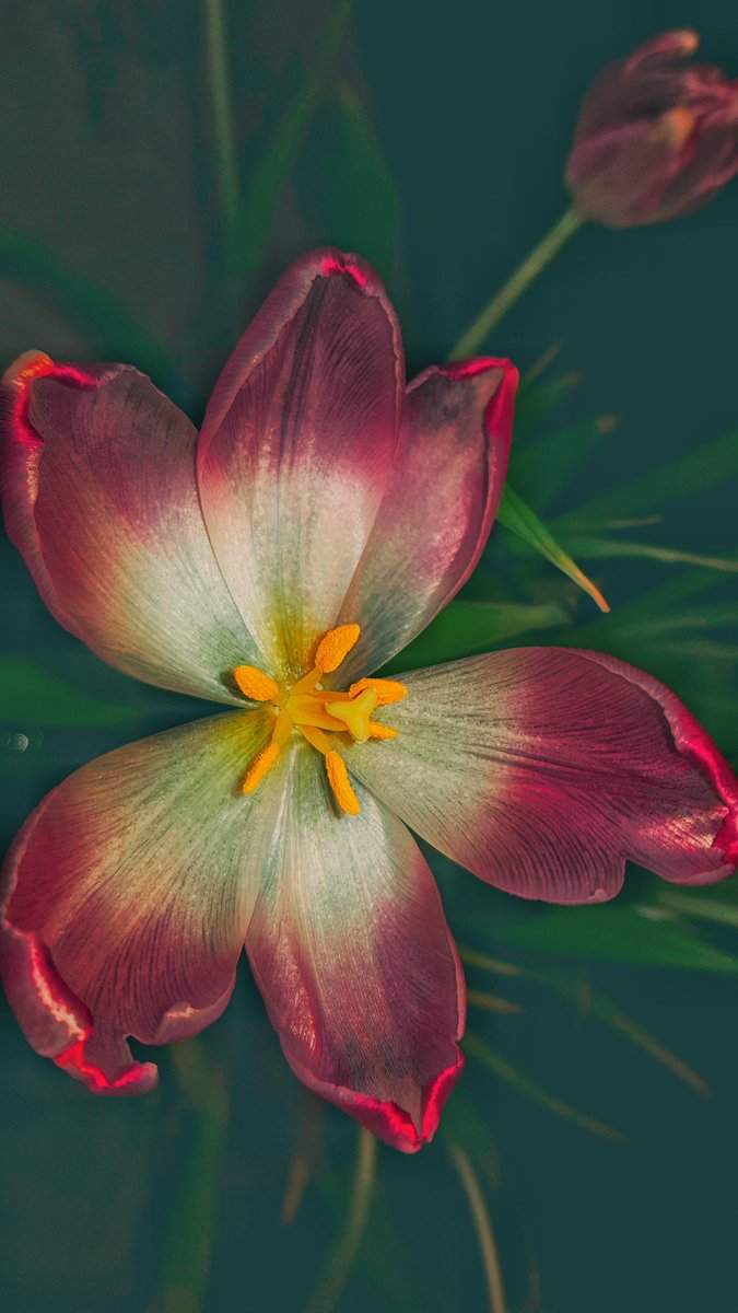 โฅ ๐๐จ๐ tweet media