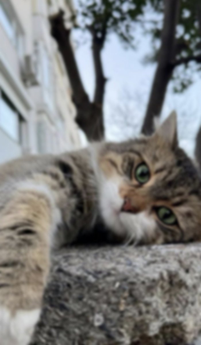 kurasyonlab's tweet photo. Eski, bulanık fotoğrafları #gemini ile netleştirebileceğiniz harika bir komut buldum
Denediğim fotoğraf ve sonucunu da aşağıda komutla birlikte paylaşıyorum. Kaydedin, lazım olur.
#promt ⬇️
Upgrade the uploaded image into a pristine, ultra-high-definition cinematic version while preserving the subject with absolute fidelity. The person's identity, facial anatomy, expression, body posture, clothing, accessories, environment, framing, and overall composition must remain completely unchanged. Do not modify, reinterpret, replace, or introduce any new visual elements. Reconstruct and refine micro
-level details including precise facial contours, authentic skin texture with naturally visible pores, individually defined hair strands, sharp and lifelike eyes, and clean, well-resolved edges throughout the image. Enhance dynamic range, contrast, and dimensional depth using balanced, studio-quality cinematic lighting.