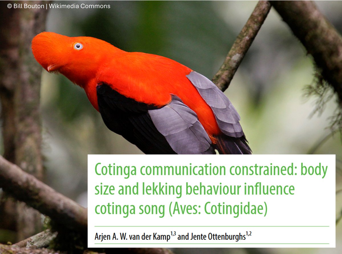 Jente Ottenburghs | Avian Hybrids 🦆🧬 tweet media