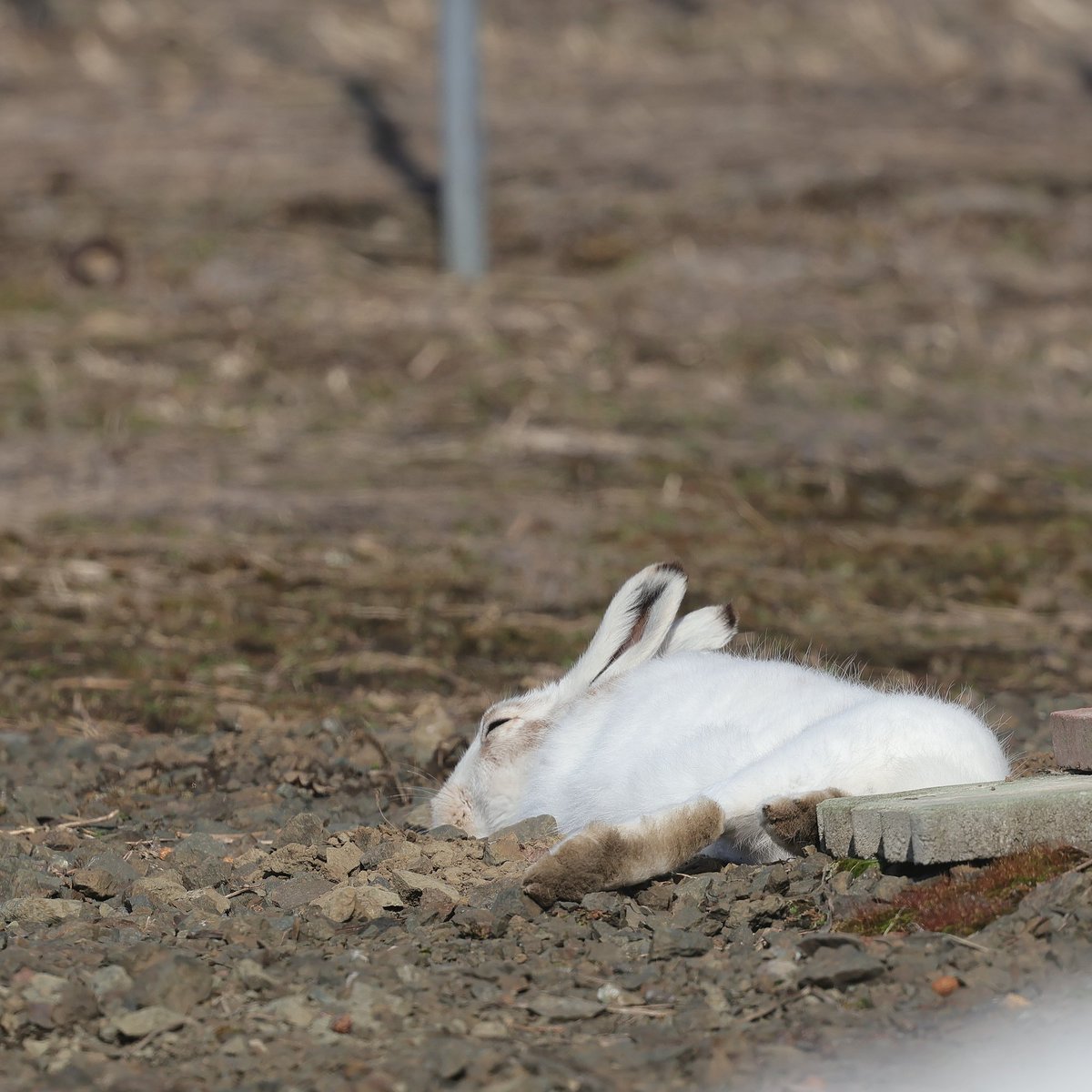 びえいハスカップファーム tweet media