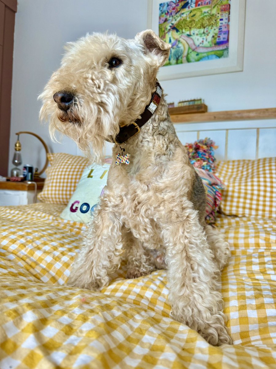 Bertie Lakeland tweet media