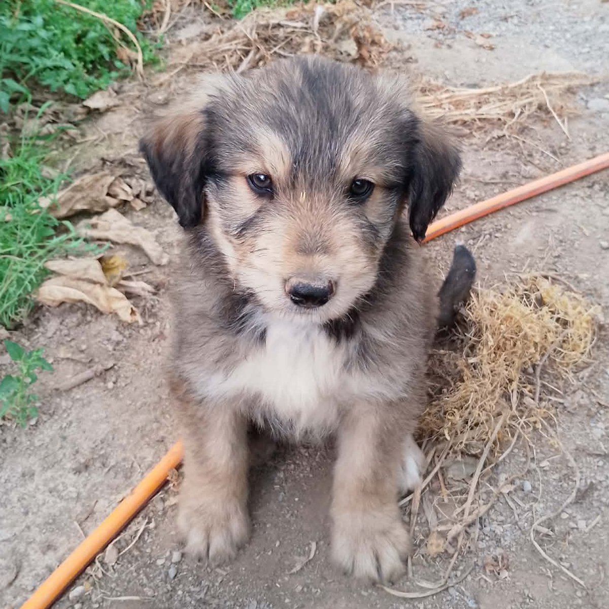 NuevaVidaAdop's tweet image. #madrid
BOSSO cachorro mestizo de 9 semanas abandonado en invernadero junto a sus hermanos
NECESITA #casadeacogida o #adopcion 
En edad aduta rondará 25-28 kg  
Se entrega chipado,vacunado,desparasitado y CON compromiso de castracion
CONTACTO📩 facenuevavida@gmail.com #cachorros