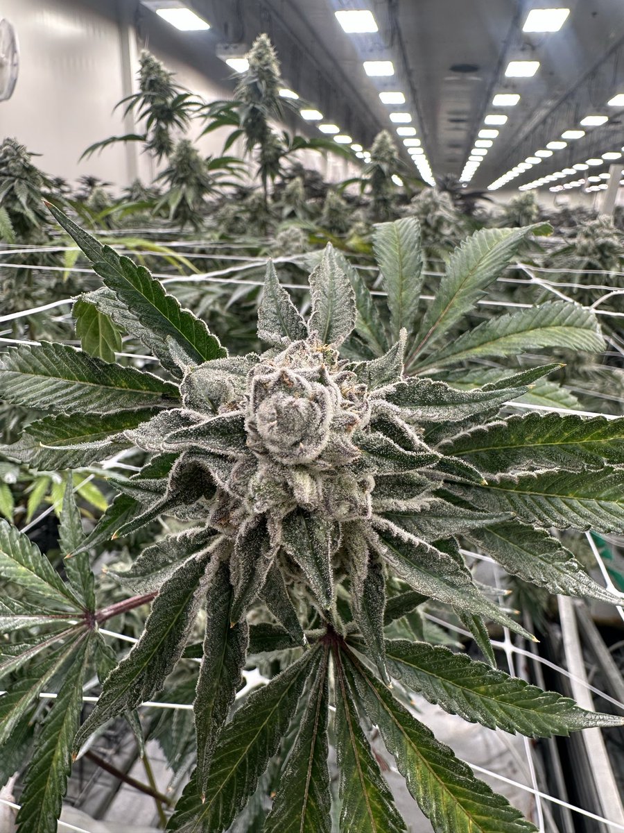 zbeng100's tweet image. #Indor #sativa #cannabis