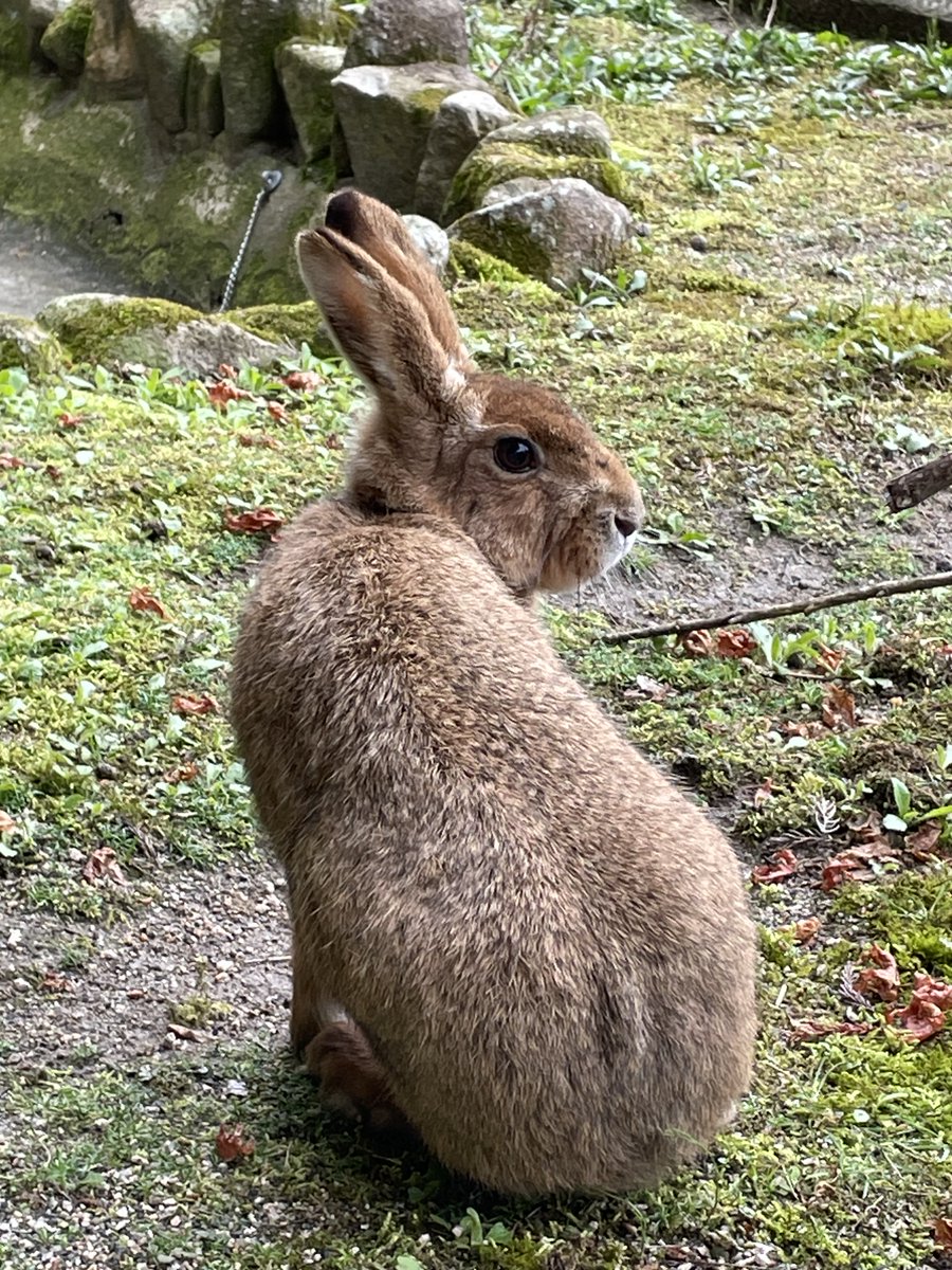 asa_zoo's tweet image. 普段あまり見ることのないニホンノウサギの尾と足裏。
尾の裏側は白いのかな?
後ろ姿を観察していたらアナ（雌）に不審がられました…
＃zoo　＃テイル・フラッシング