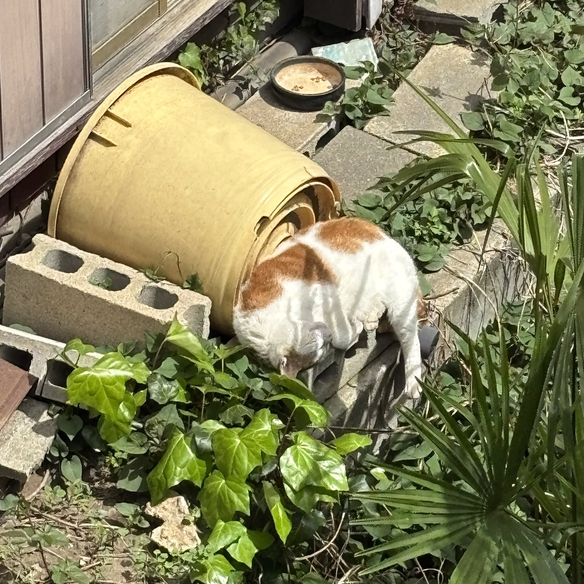 小林優子 tweet media