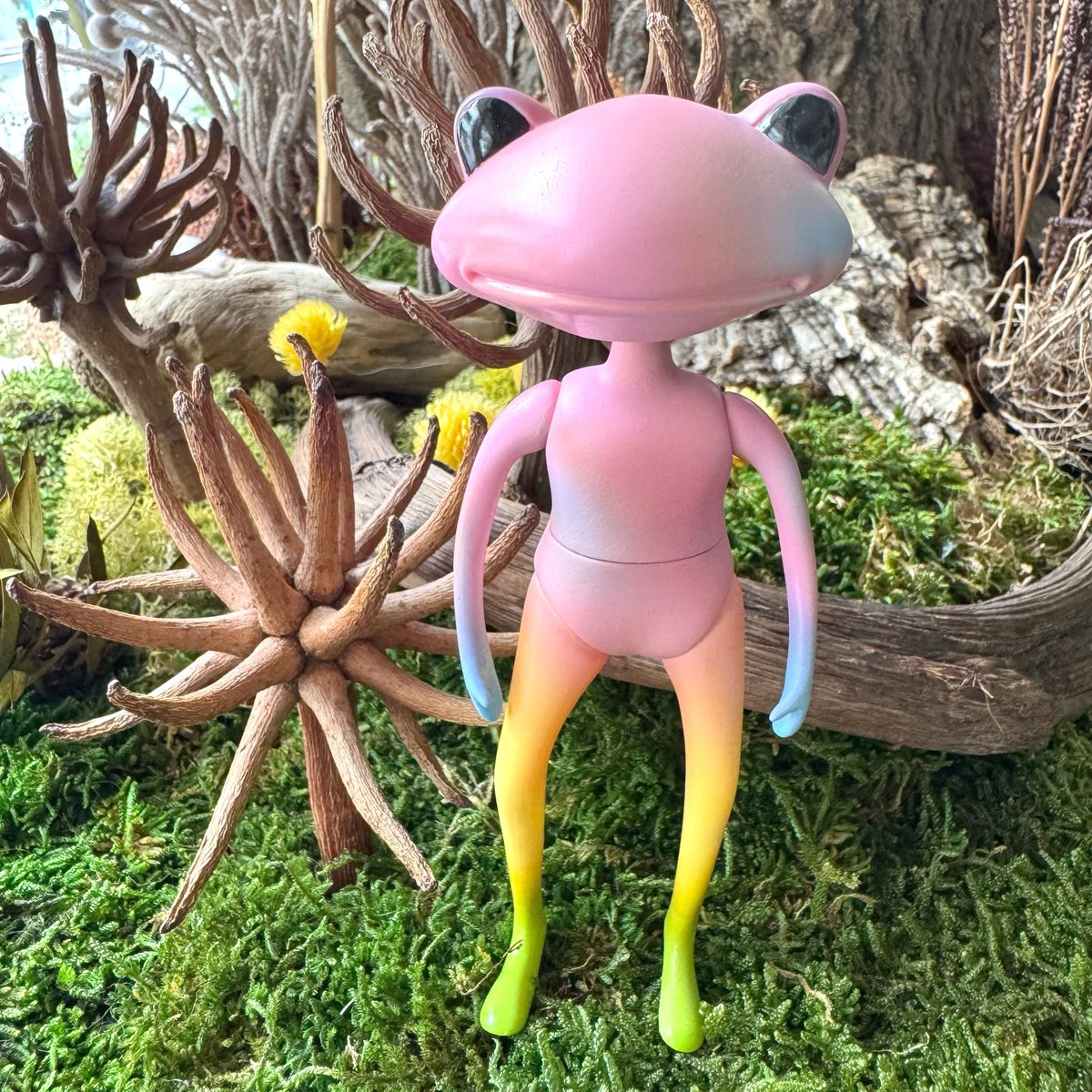 Wonder Frog Offical International tweet media