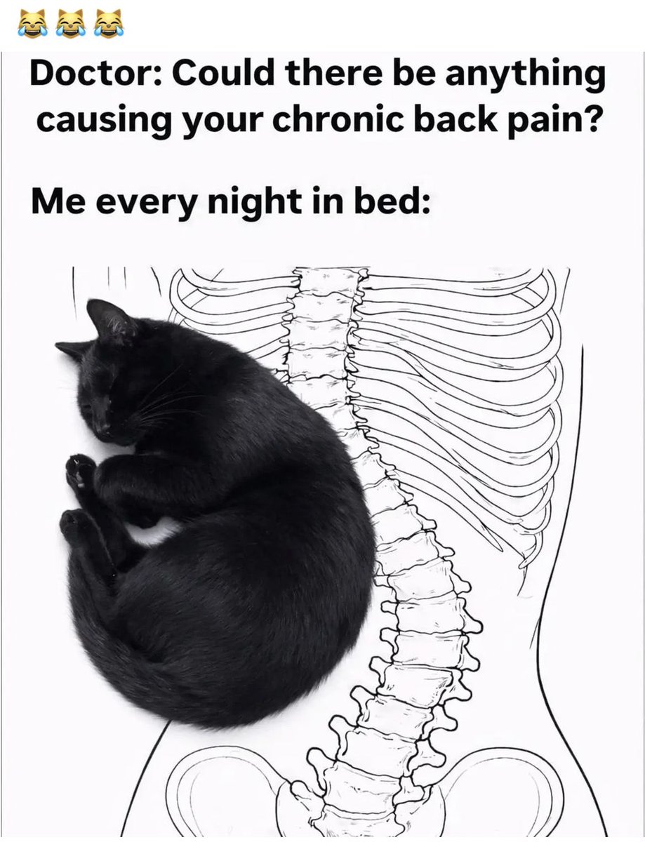 Black cats are not bad luck tweet media