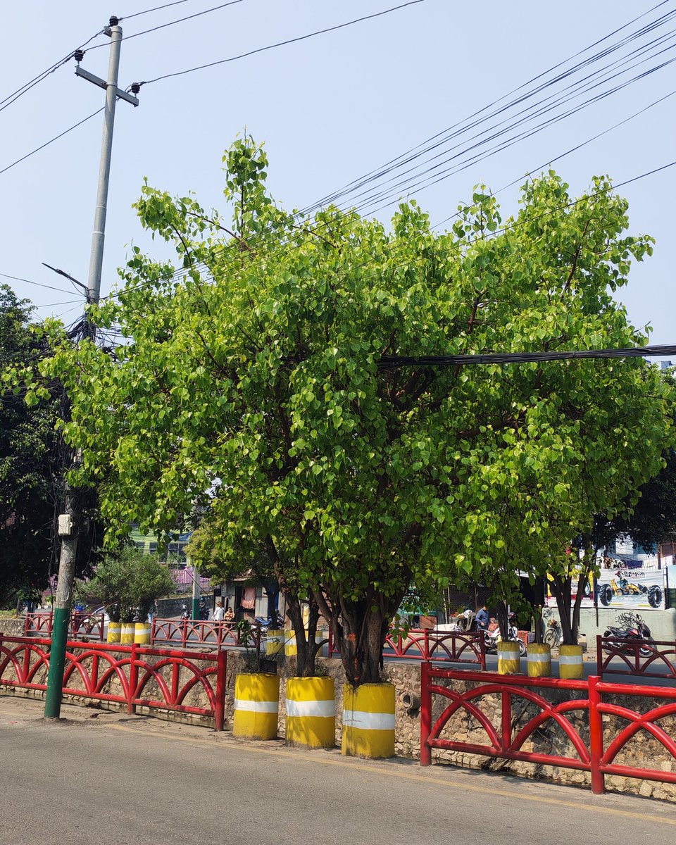 Notice how the trees do not cling to their leaves. Fall is about releasing and trusting the cycle of life.