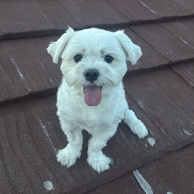 1% human 99% cat tweet media