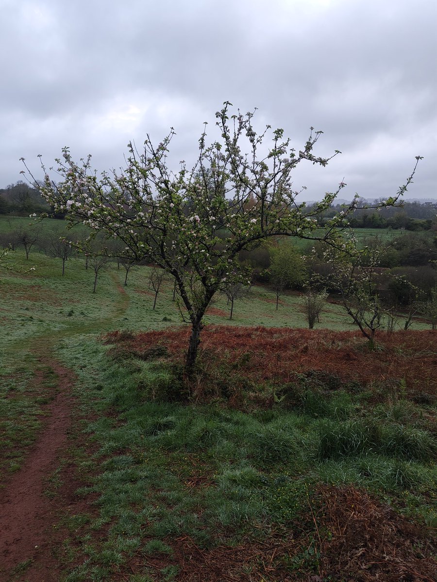MartinJBest1's tweet image. Spotted some apple blossom in the Cider Orchard on this morning's 🐕 walk.
#Torquay #devon