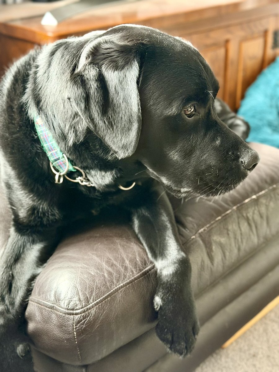 dogie_the's tweet image. I is doings da #WontLookWednesday Hoomum! Not going away though cos you has foodables! #priorities