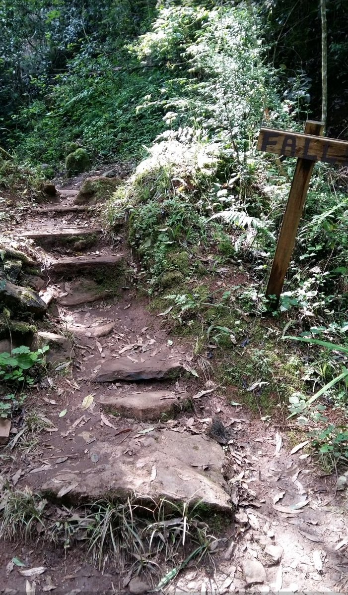 PatFurstenberg's tweet photo. #fingerpostfriday #forests #forestpath https://t.co/mp5DWz4x8f