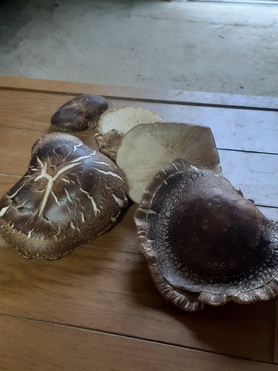 おばけキノコが取れました🍄