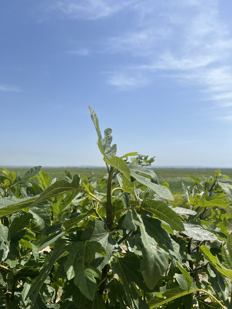 زينب سجاد tweet media