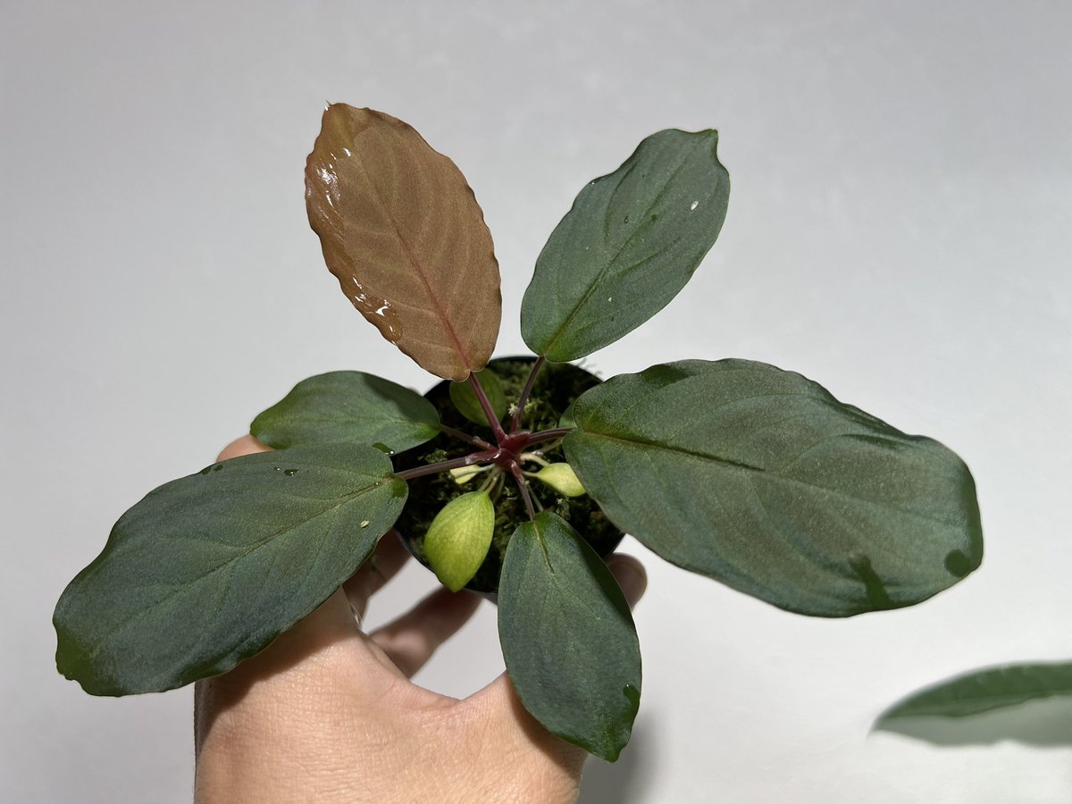 しょうた tweet media