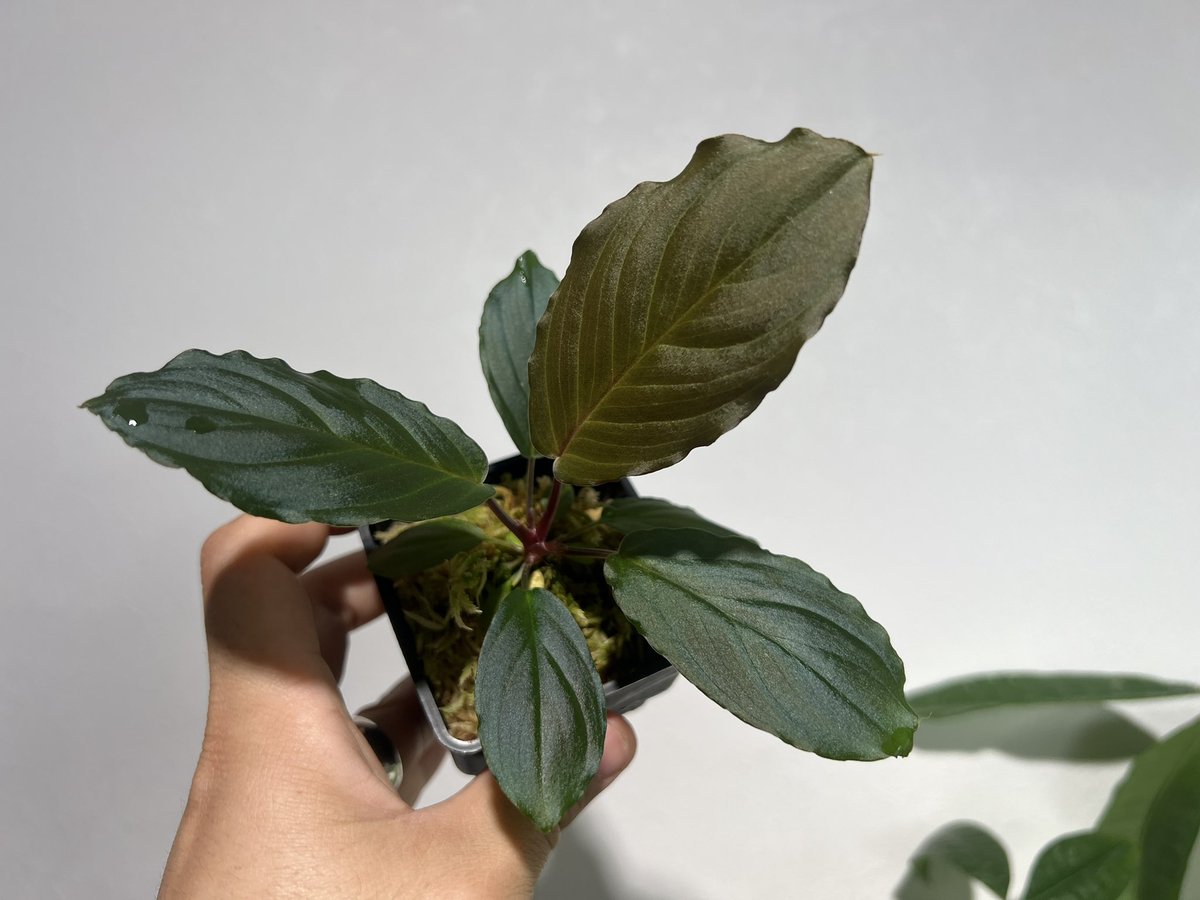 しょうた tweet media