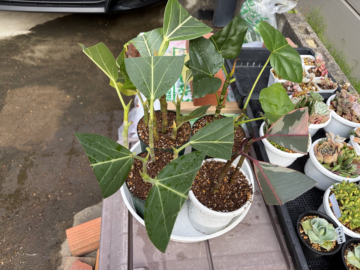 GoldenHanachan's tweet photo. #観葉植物
春恒例の剪定。今年はバッサリいきました。そして挿木。場所がなくて強剪定したのに挿木しちゃいました。 https://t.co/PlNbsqxxvG