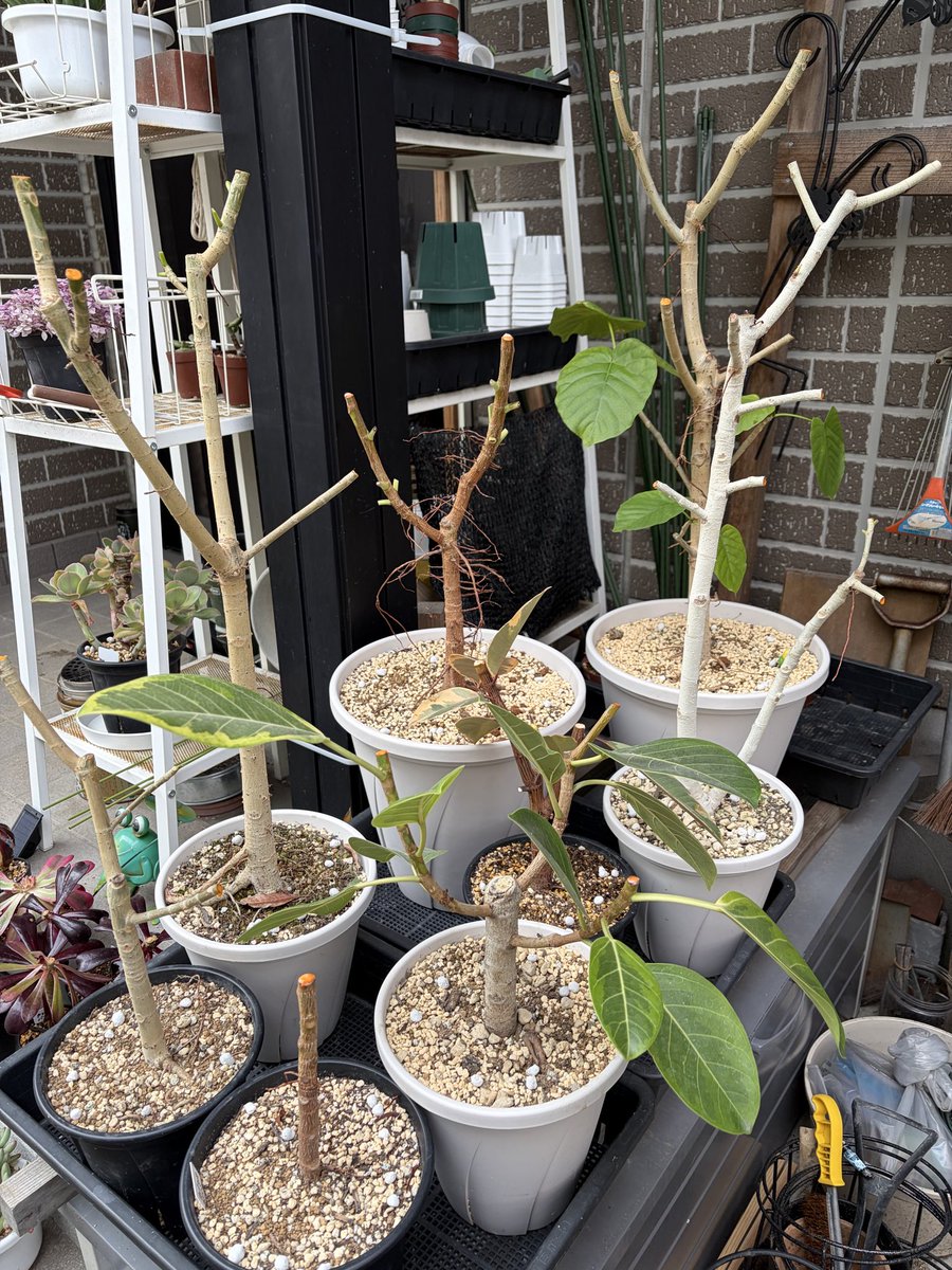 GoldenHanachan's tweet photo. #観葉植物
春恒例の剪定。今年はバッサリいきました。そして挿木。場所がなくて強剪定したのに挿木しちゃいました。 https://t.co/PlNbsqxxvG