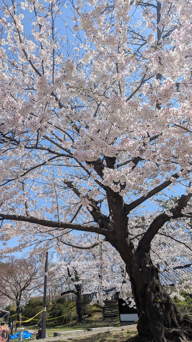 ヤヨイ🐴 tweet media