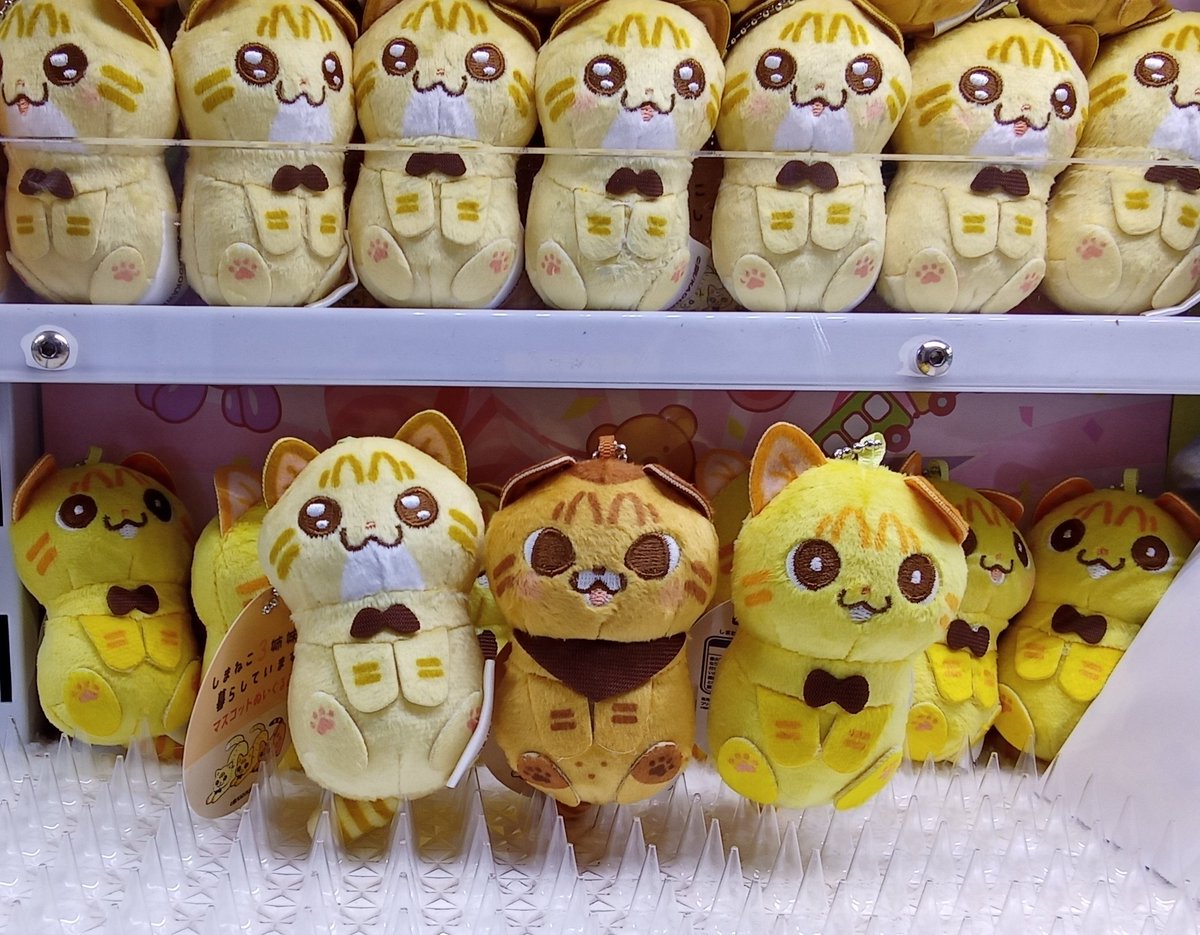 ☆東淀川店の展開情報☆】 しまねこ3姉妹と暮らしています マスコット