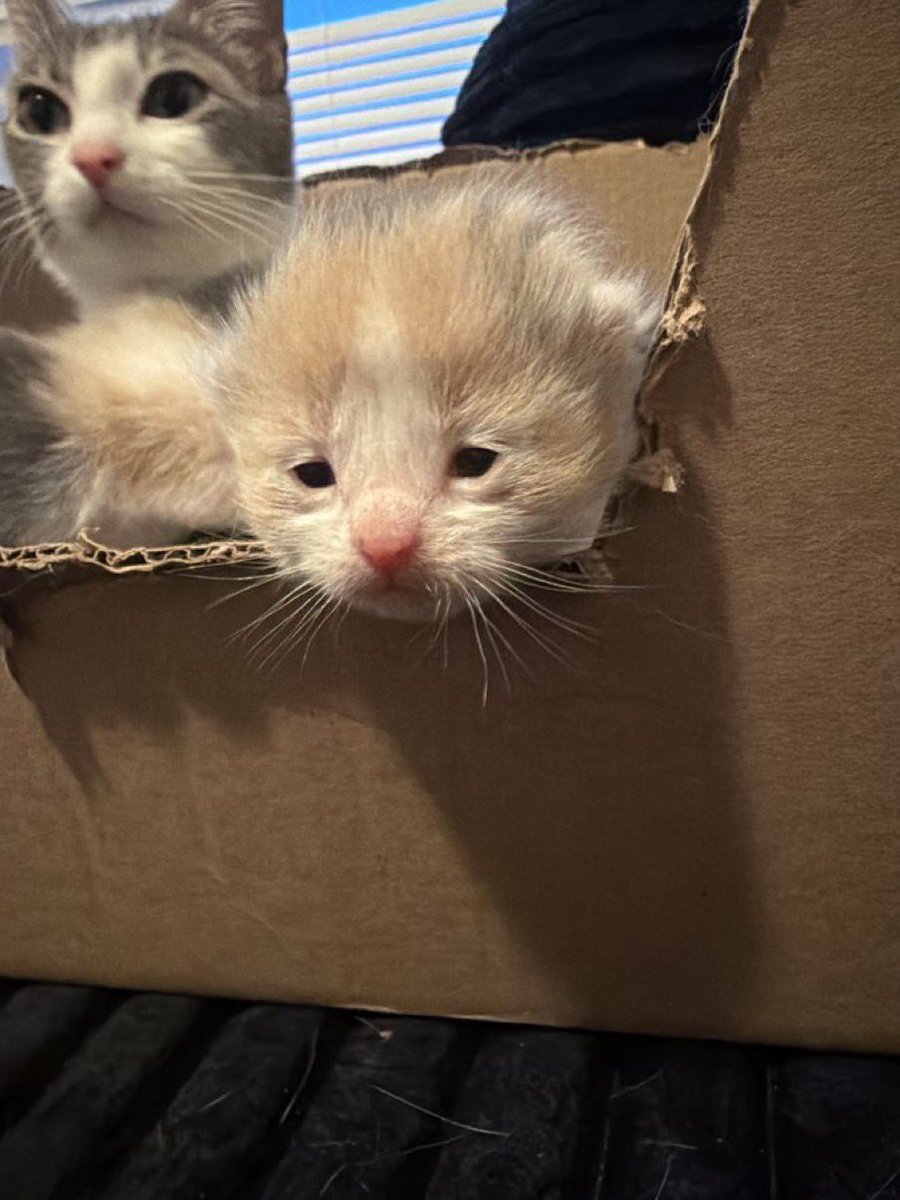 dikkat kedi cikabilir tweet media