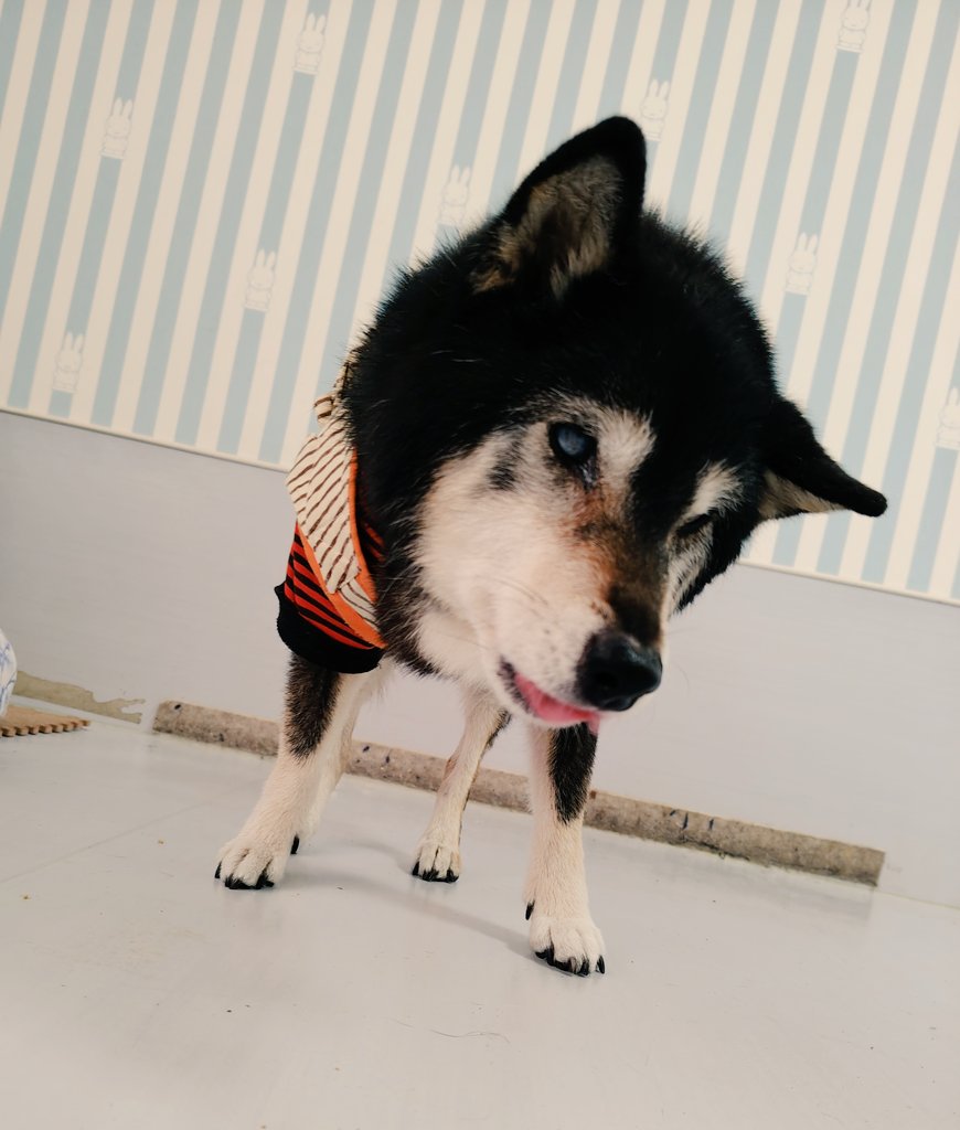 老犬介護ホームろうたす tweet media