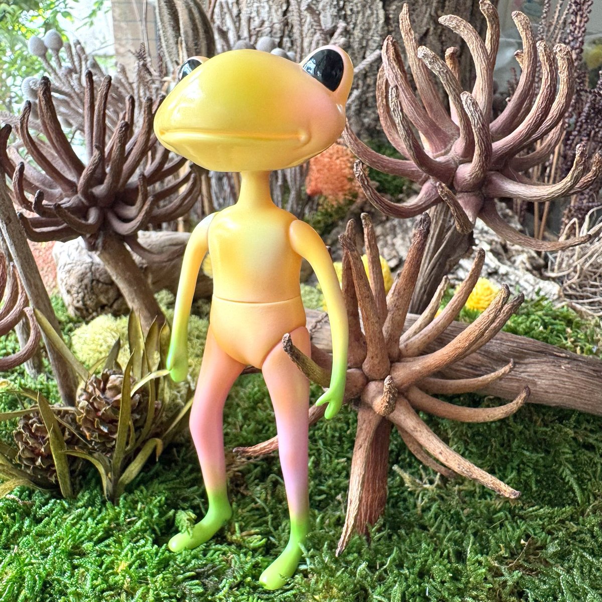 Wonder Frog Offical International tweet media