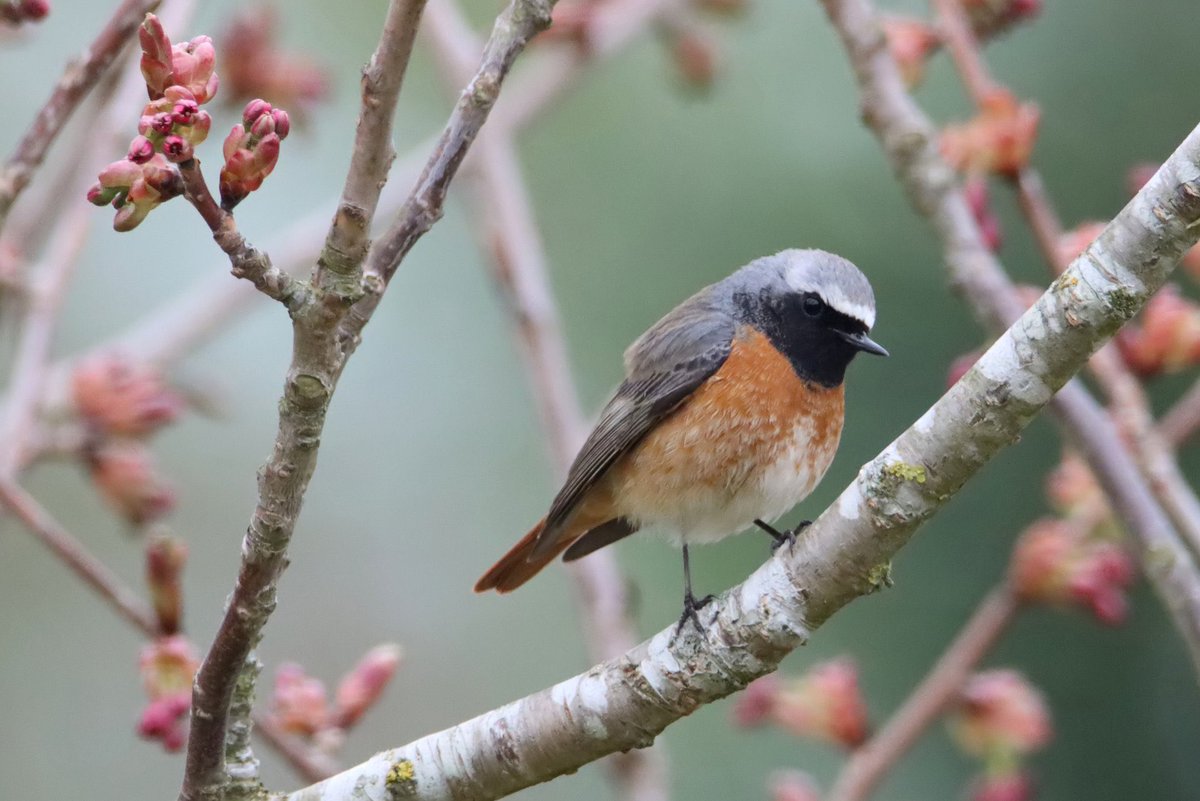 Ricky G. tweet media