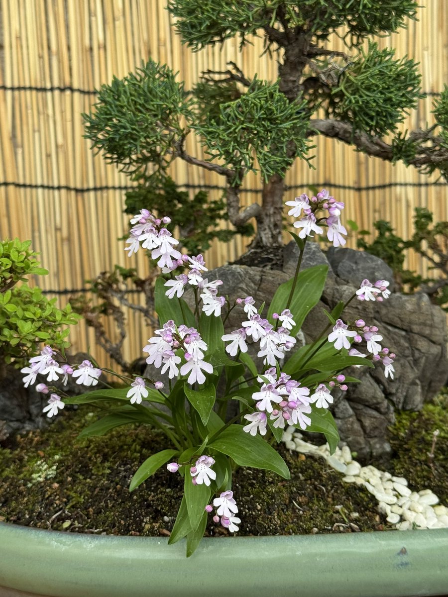 Second Life CBD tweet media