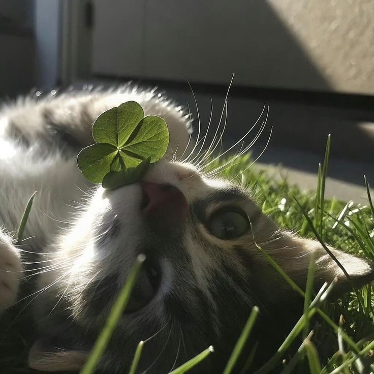 Purely Green tweet media