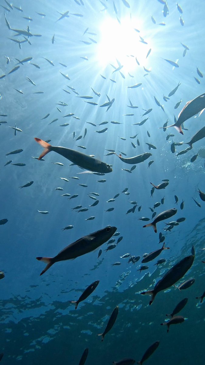 Calm, until you can't breathe 🐟🐟🐟