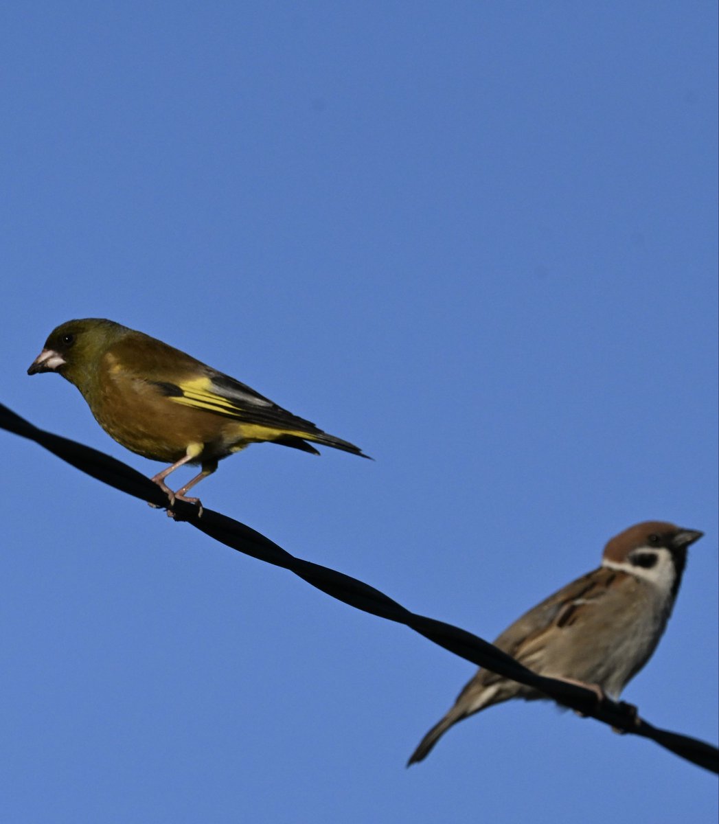 おきゆう tweet media