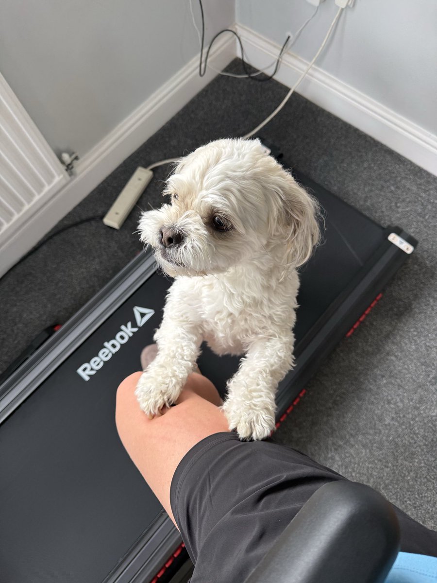 Treadmill run this morning , easy and just to keep the legs moving . Nev even decided he wanted in on the action 🤦‍♀️😂 #Manchestermarathon #run #miles