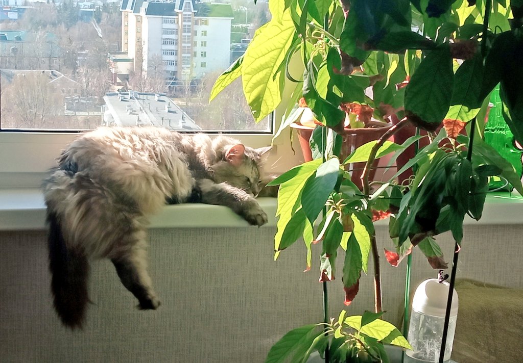 тёмный лес до небес tweet media