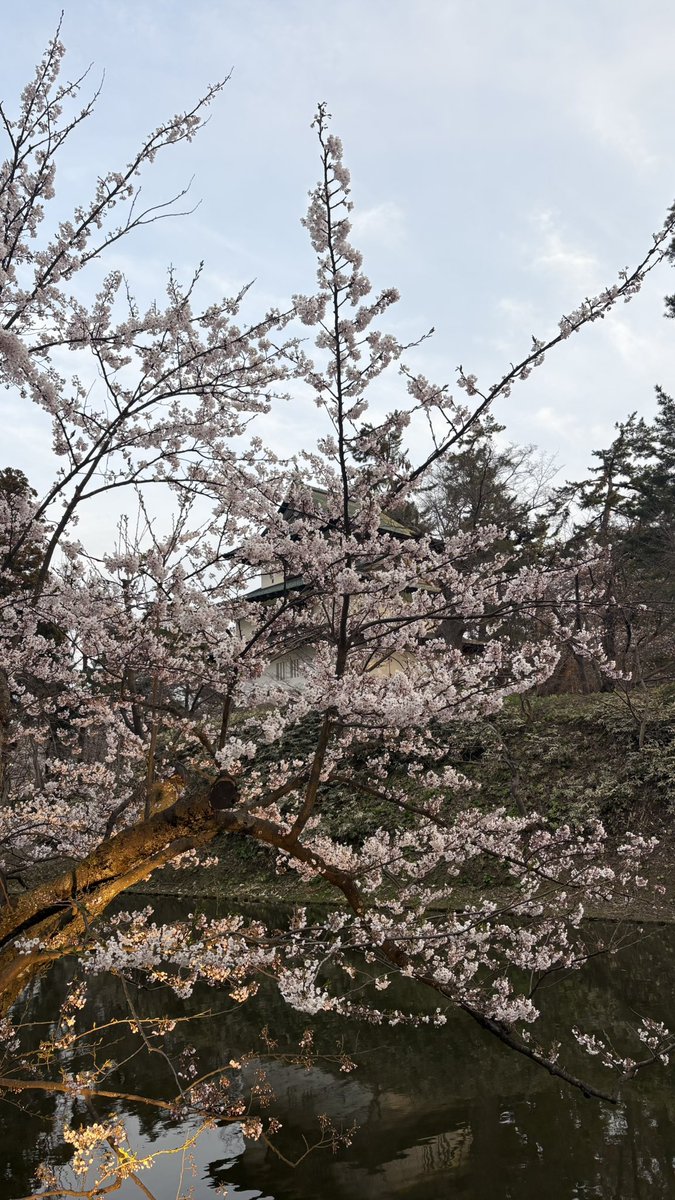 タンパク(優しくなりたい) tweet media