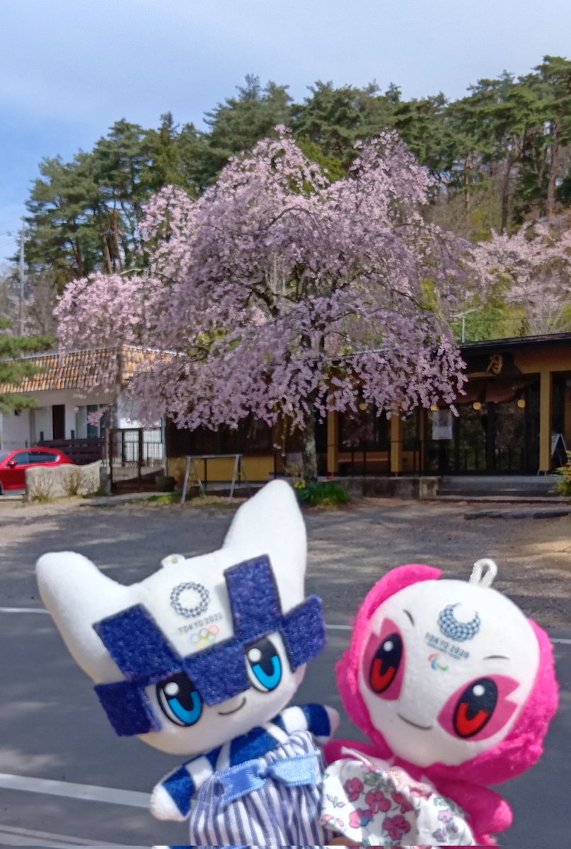 NTMiraSome's tweet photo. 週末に那須、白河方面に言ってきました。なぜか枝垂れ桜がとても多くきれいでした。白の枝垂れ桜は珍しいですね。お団子が名物です。

#ミライトワ
#ソメイティ
#ミラソメ存続希望
#南湖公園 https://t.co/KCyz0l1jR5