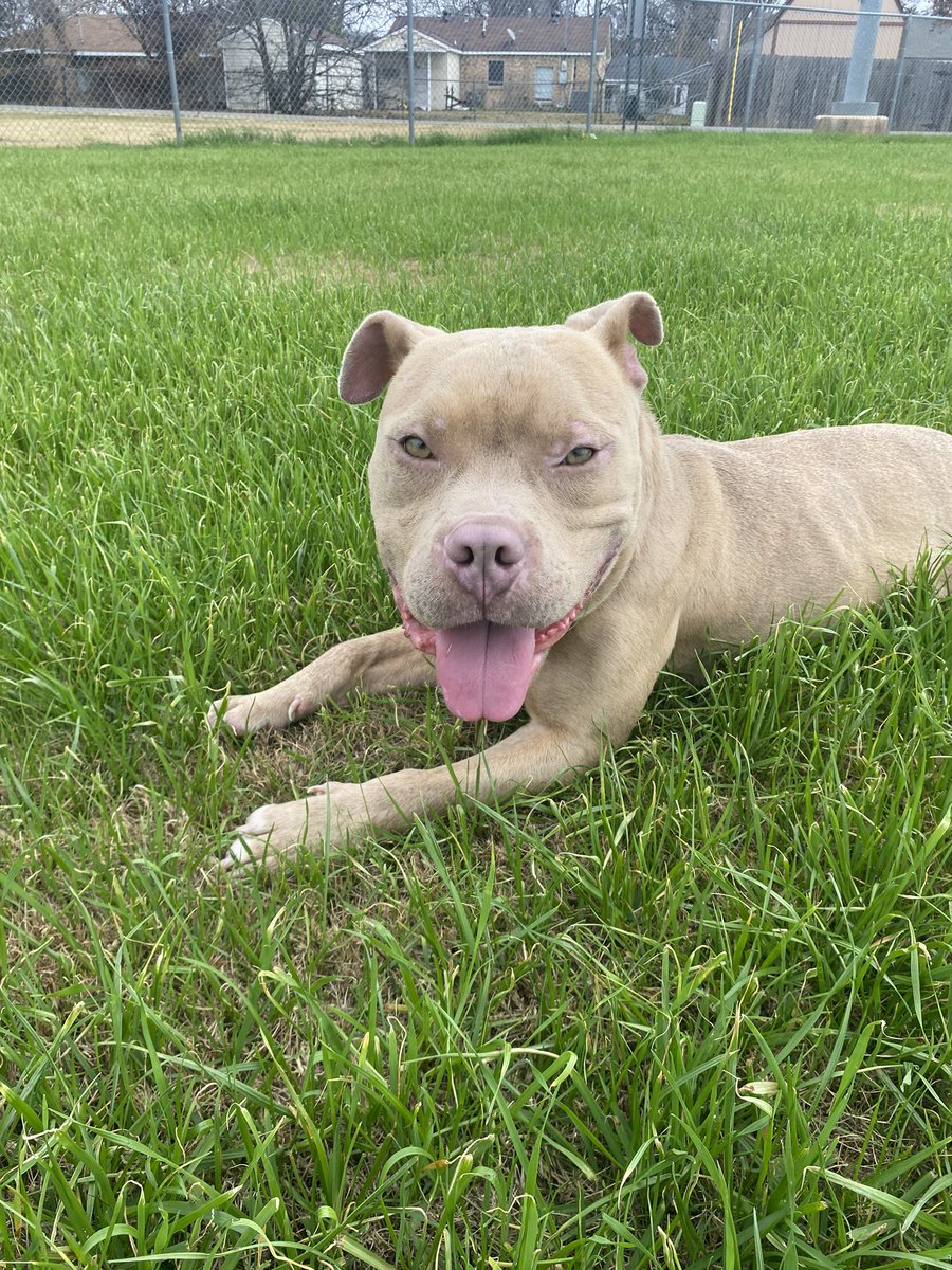 GuTs Doni tweet media